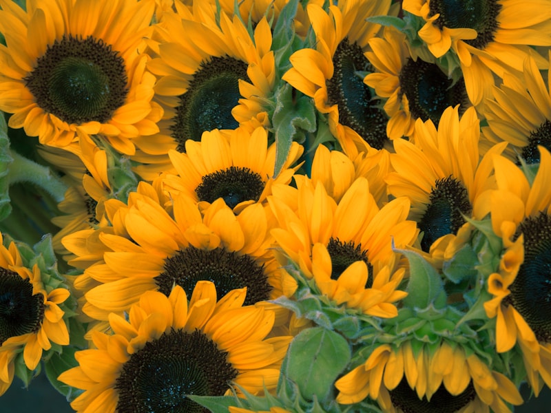 Cut Flowers - Centrahall export commodity