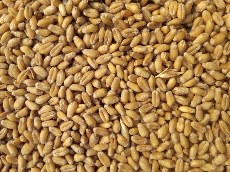 Seeds & Grains - Centrahall export commodity